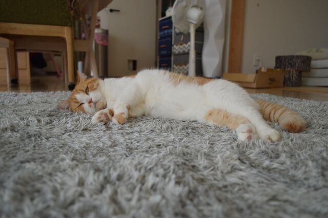 掃除の頻度はどれくらい？